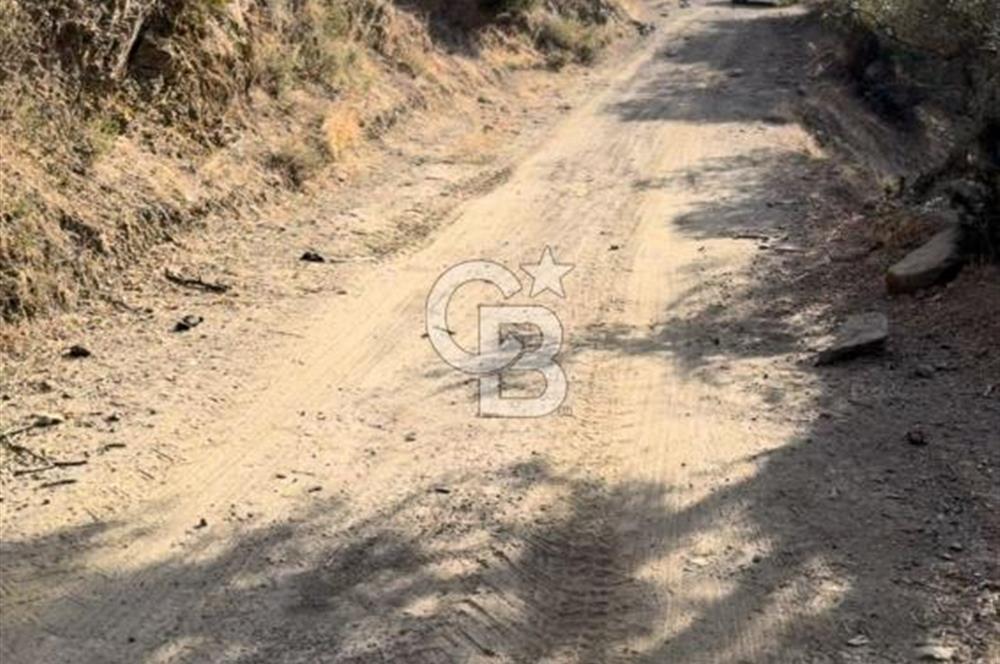 Bayındır / Zeytinova'da Yola Cepheli Satılık Zeytinlik!!