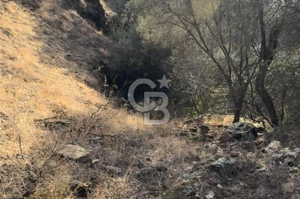 Bayındır / Zeytinova'da Yola Cepheli Satılık Zeytinlik!!