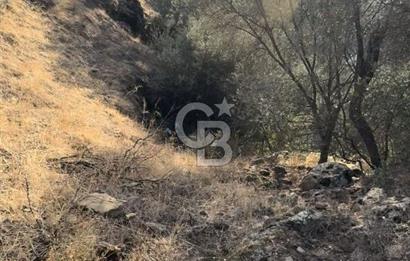 Bayındır / Zeytinova'da Yola Cepheli Satılık Zeytinlik!!