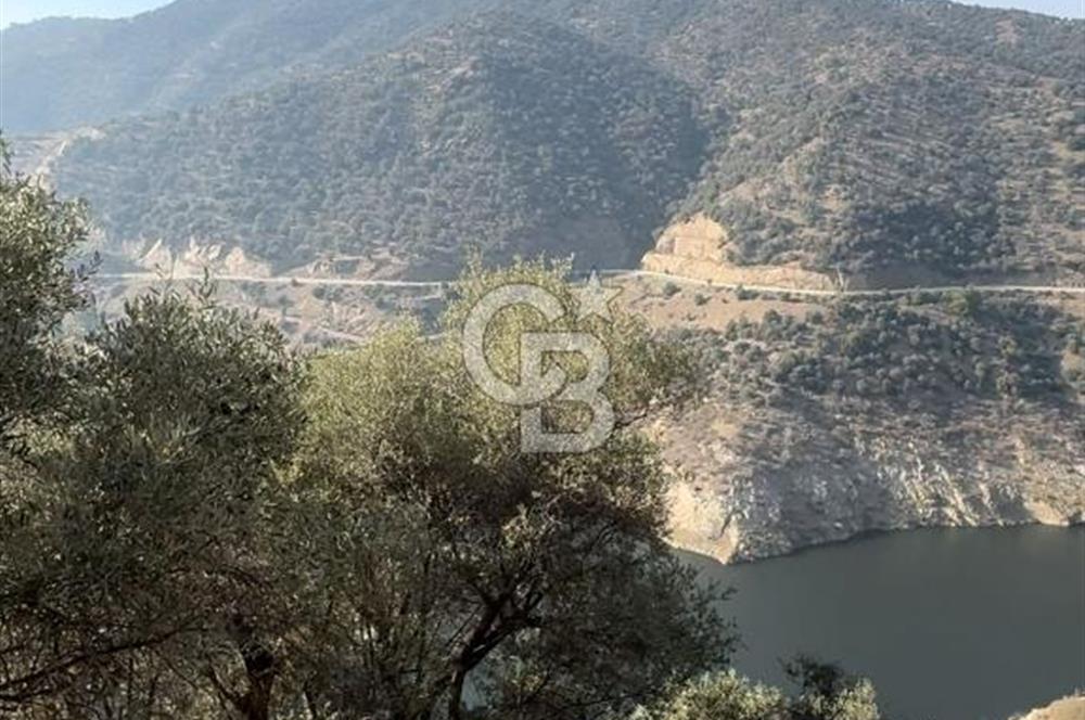 Bayındır / Zeytinova'da Yola Cepheli Satılık Zeytinlik!!