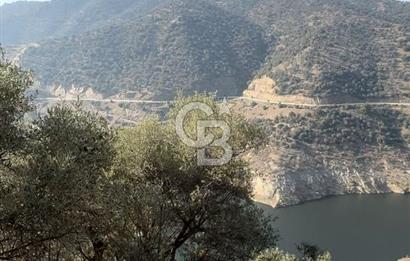 Bayındır / Zeytinova'da Yola Cepheli Satılık Zeytinlik!!