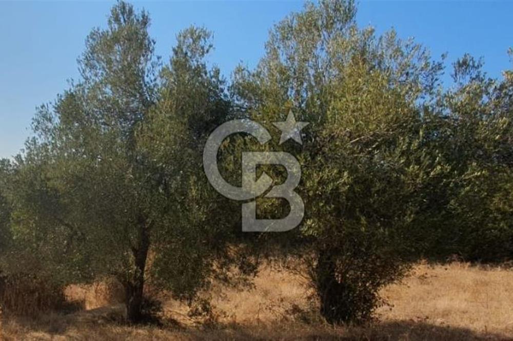 MESTANLARDA ÇİFTLİK VE HOBİ AMAÇLI (ARAÇ TAKASLI) UYGUN ARAZİ