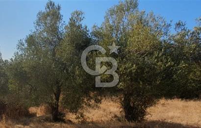 MESTANLARDA ÇİFTLİK VE HOBİ AMAÇLI (ARAÇ TAKASLI) UYGUN ARAZİ
