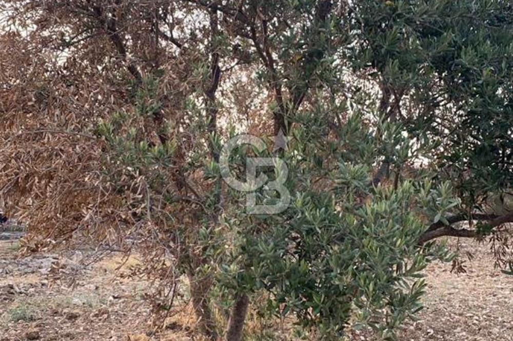  MENEMEN TÜRKELLİ PAŞALAR’DA 910 m² YATIRIMLIK TARLA – KADASTRO YOLA CEPHELİ – ZEYTİNLİK – SU KAYNAĞINA YAKIN!