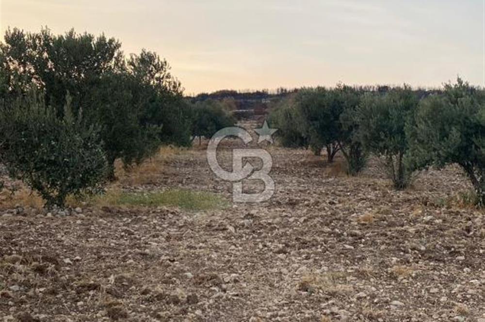  MENEMEN TÜRKELLİ PAŞALAR’DA 910 m² YATIRIMLIK TARLA – KADASTRO YOLA CEPHELİ – ZEYTİNLİK – SU KAYNAĞINA YAKIN!