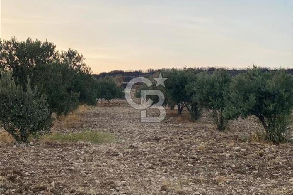  MENEMEN TÜRKELLİ PAŞALAR’DA 910 m² YATIRIMLIK TARLA – KADASTRO YOLA CEPHELİ – ZEYTİNLİK – SU KAYNAĞINA YAKIN!