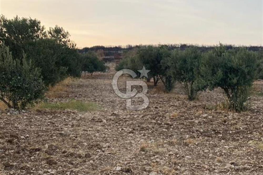  MENEMEN TÜRKELLİ PAŞALAR’DA 910 m² YATIRIMLIK TARLA – KADASTRO YOLA CEPHELİ – ZEYTİNLİK – SU KAYNAĞINA YAKIN!