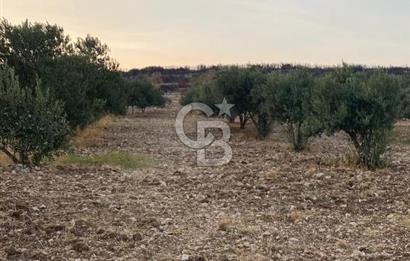 MENEMEN TÜRKELLİ PAŞALAR’DA 910 m² YATIRIMLIK TARLA – KADASTRO YOLA CEPHELİ – ZEYTİNLİK – SU KAYNAĞINA YAKIN!