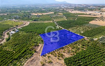 KEMALPAŞA BAĞYURDU YENİ SATILIK 14562 M2 BAĞ VE 3+1 BAĞ EVİ