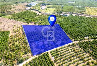 KEMALPAŞA BAĞYURDU YENİ SATILIK 14562 M2 BAĞ VE 3+1 BAĞ EVİ