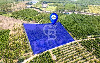 KEMALPAŞA BAĞYURDU YENİ SATILIK 14562 M2 BAĞ VE 3+1 BAĞ EVİ