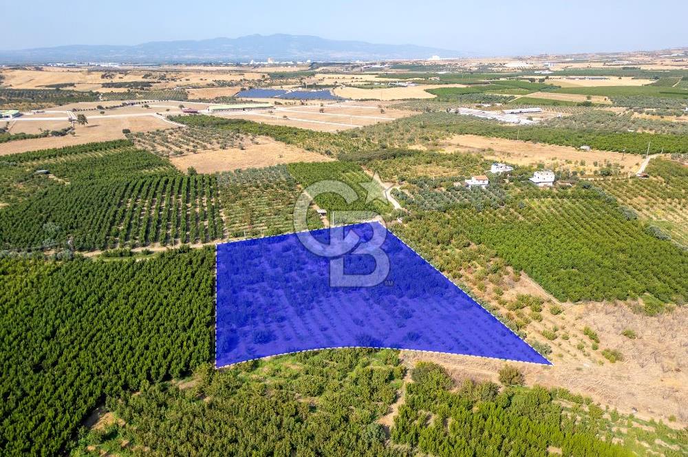 KEMALPAŞA BAĞYURDU YENİ SATILIK 14562 M2 BAĞ VE 3+1 BAĞ EVİ