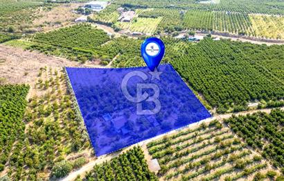 KEMALPAŞA BAĞYURDU YENİ SATILIK 14562 M2 BAĞ VE 3+1 BAĞ EVİ