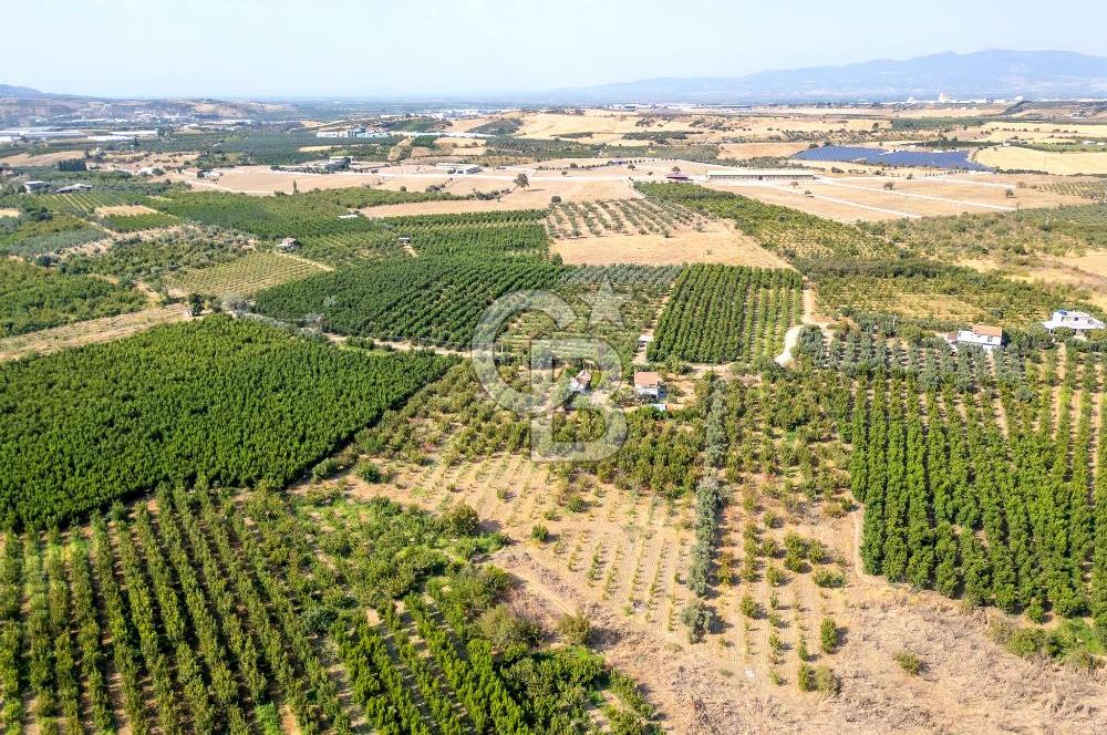 KEMALPAŞA BAĞYURDU YENİ SATILIK 14562 M2 BAĞ VE 3+1 BAĞ EVİ