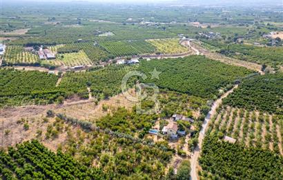 KEMALPAŞA BAĞYURDU YENİ SATILIK 14562 M2 BAĞ VE 3+1 BAĞ EVİ