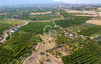 KEMALPAŞA BAĞYURDU YENİ SATILIK 14562 M2 BAĞ VE 3+1 BAĞ EVİ