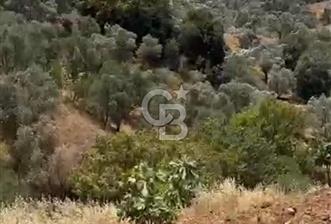 AYDIN GERMENCİK ÇAMKÖYDE SATILIK ZEYTİNLİK