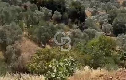 AYDIN GERMENCİK ÇAMKÖYDE SATILIK ZEYTİNLİK