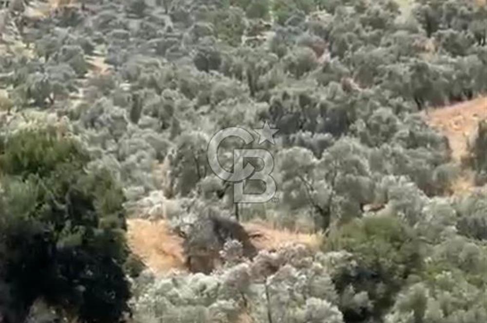 AYDIN GERMENCİK ÇAMKÖYDE SATILIK ZEYTİNLİK