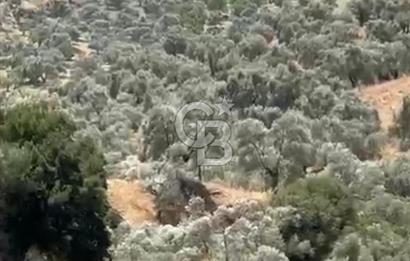 AYDIN GERMENCİK ÇAMKÖYDE SATILIK ZEYTİNLİK