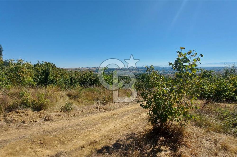 İzmit Akmeşe Satılık 13.589 m2 Değerli Arazi ve Fındıklık