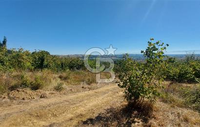 İzmit Akmeşe Satılık 13.589 m2 Değerli Arazi ve Fındıklık