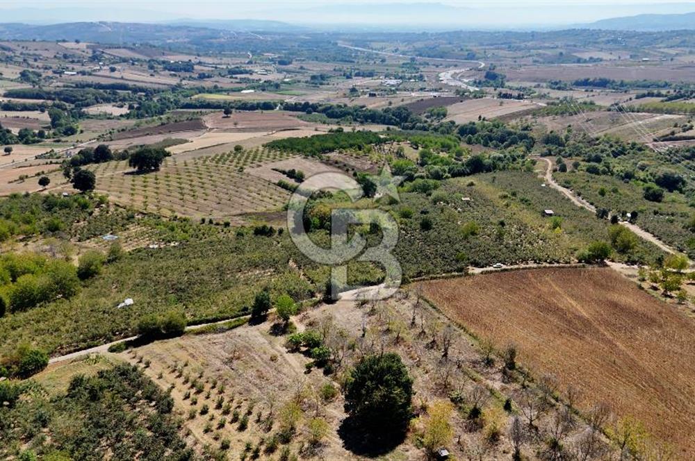 İzmit Akmeşe Satılık 19.352 m2 Değerli Arazi ve Fındıklık