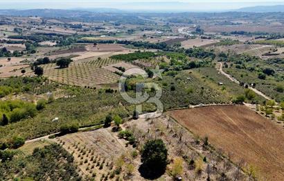 İzmit Akmeşe Satılık 19.352 m2 Değerli Arazi ve Fındıklık