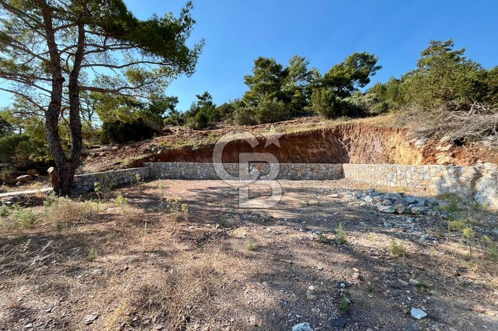 KIYIKIŞLACIK’TA DENİZE 100 METRE ZEYTİNLİK