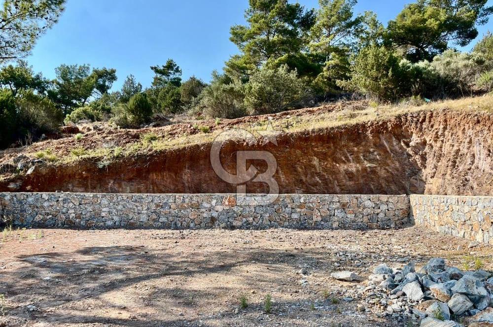 KIYIKIŞLACIK’TA DENİZE 100 METRE ZEYTİNLİK