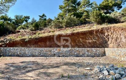 KIYIKIŞLACIK’TA DENİZE 100 METRE ZEYTİNLİK