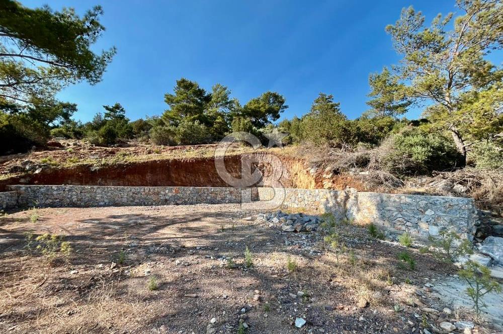 KIYIKIŞLACIK’TA DENİZE 100 METRE ZEYTİNLİK
