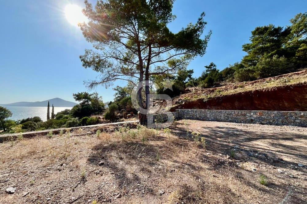 KIYIKIŞLACIK’TA DENİZE 100 METRE ZEYTİNLİK