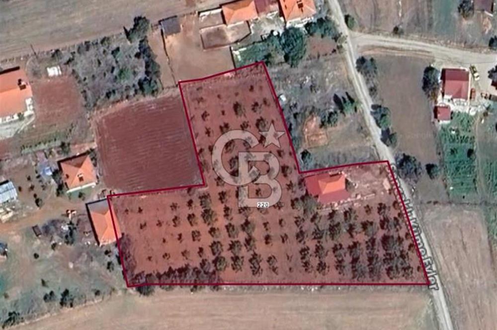 Tavas Tekke Fırsat Satılık 6025 m² Ceviz Bahçesi & Bağ Evi