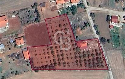 Tavas Tekke Fırsat Satılık 6025 m² Ceviz Bahçesi & Bağ Evi