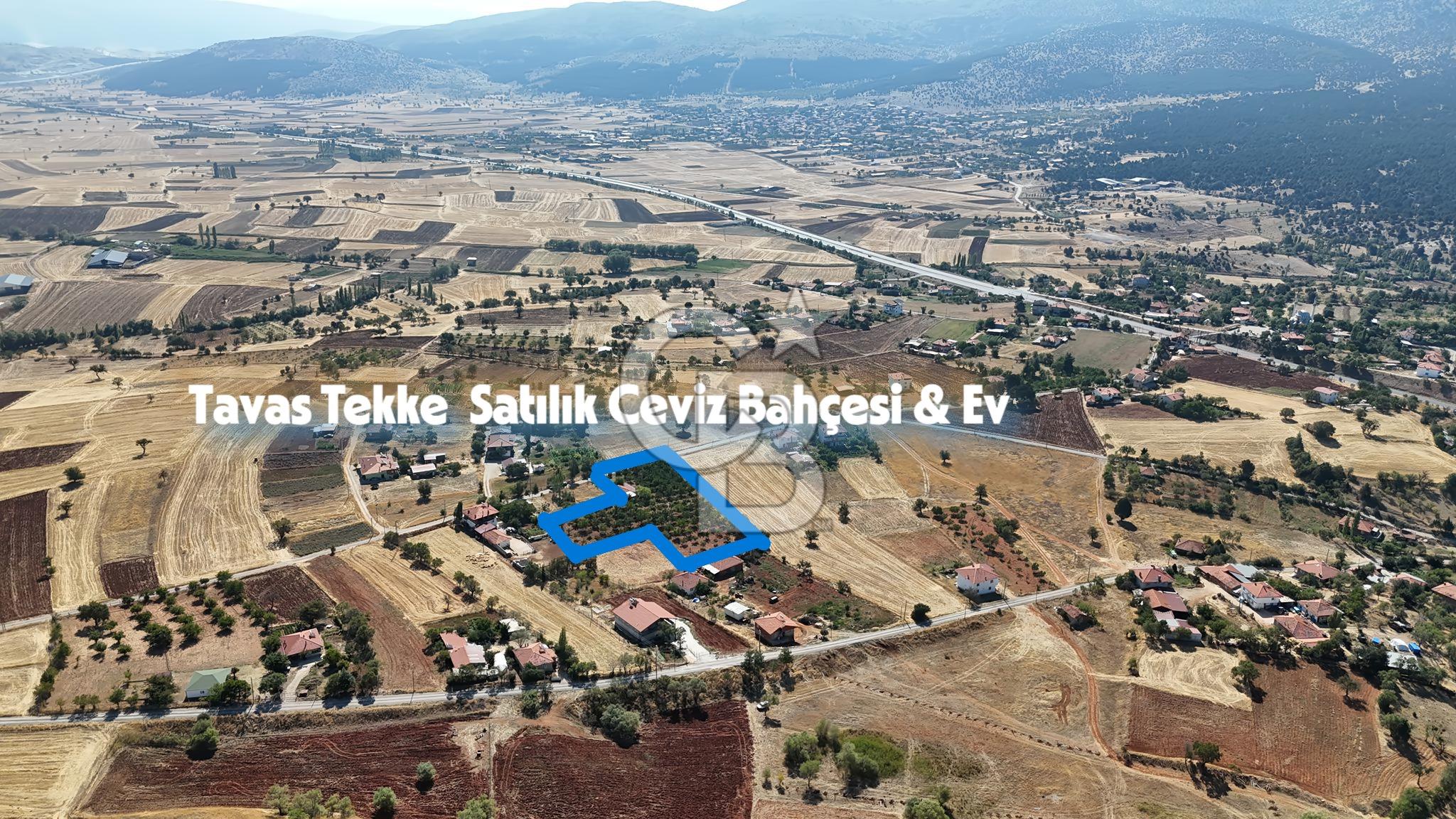 Tavas Tekke Fırsat Satılık 6025 m² Ceviz Bahçesi & Bağ Evi