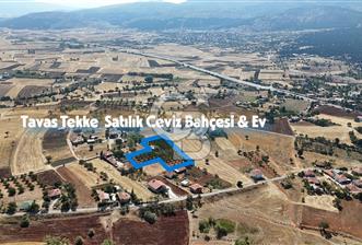 Tavas Tekke Fırsat Satılık 6025 m² Ceviz Bahçesi & Bağ Evi