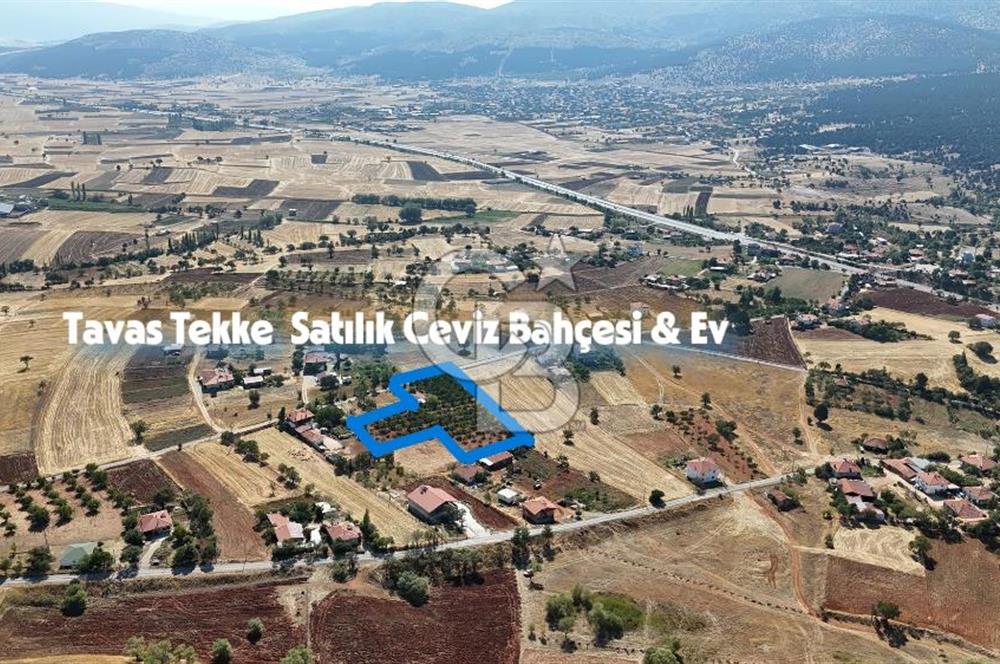 Tavas Tekke Fırsat Satılık 6025 m² Ceviz Bahçesi & Bağ Evi