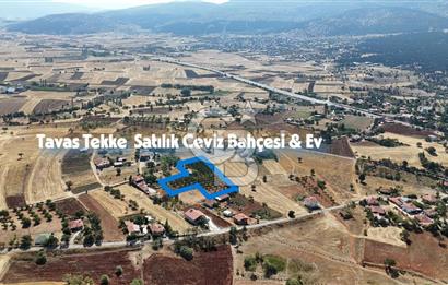 Tavas Tekke Fırsat Satılık 6025 m² Ceviz Bahçesi & Bağ Evi
