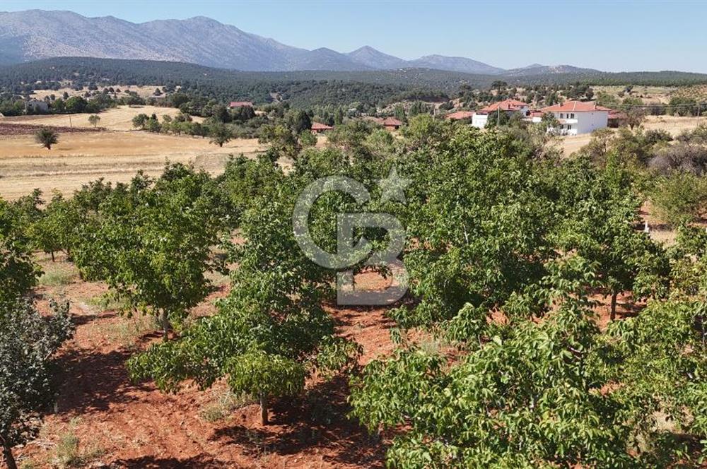 Tavas Tekke Fırsat Satılık 6025 m² Ceviz Bahçesi & Bağ Evi
