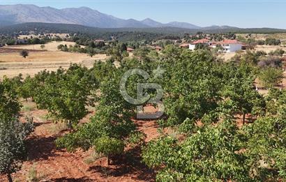 Tavas Tekke Fırsat Satılık 6025 m² Ceviz Bahçesi & Bağ Evi