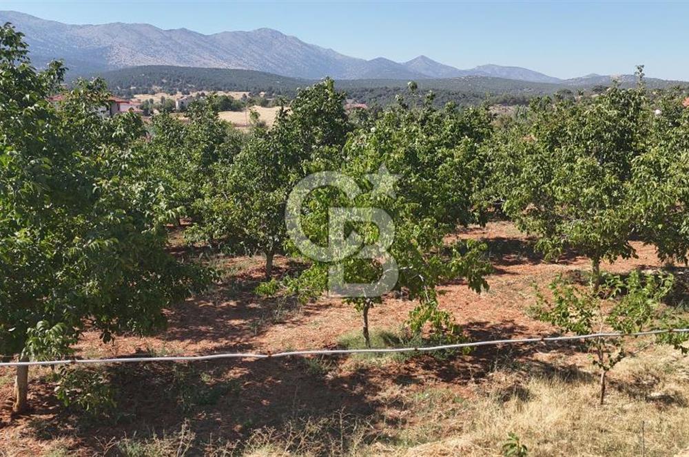 Tavas Tekke Fırsat Satılık 6025 m² Ceviz Bahçesi & Bağ Evi