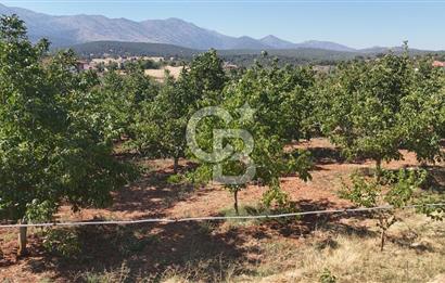 Tavas Tekke Fırsat Satılık 6025 m² Ceviz Bahçesi & Bağ Evi
