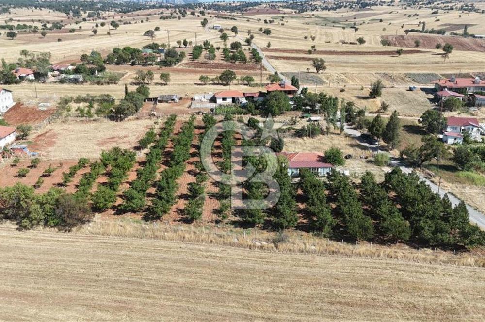 Tavas Tekke Fırsat Satılık 6025 m² Ceviz Bahçesi & Bağ Evi