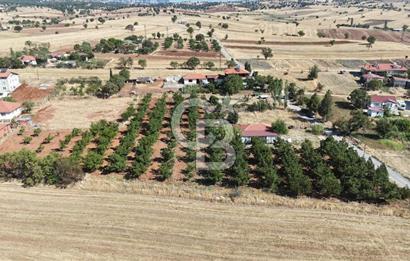 Tavas Tekke Fırsat Satılık 6025 m² Ceviz Bahçesi & Bağ Evi