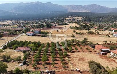 Tavas Tekke Fırsat Satılık 6025 m² Ceviz Bahçesi & Bağ Evi
