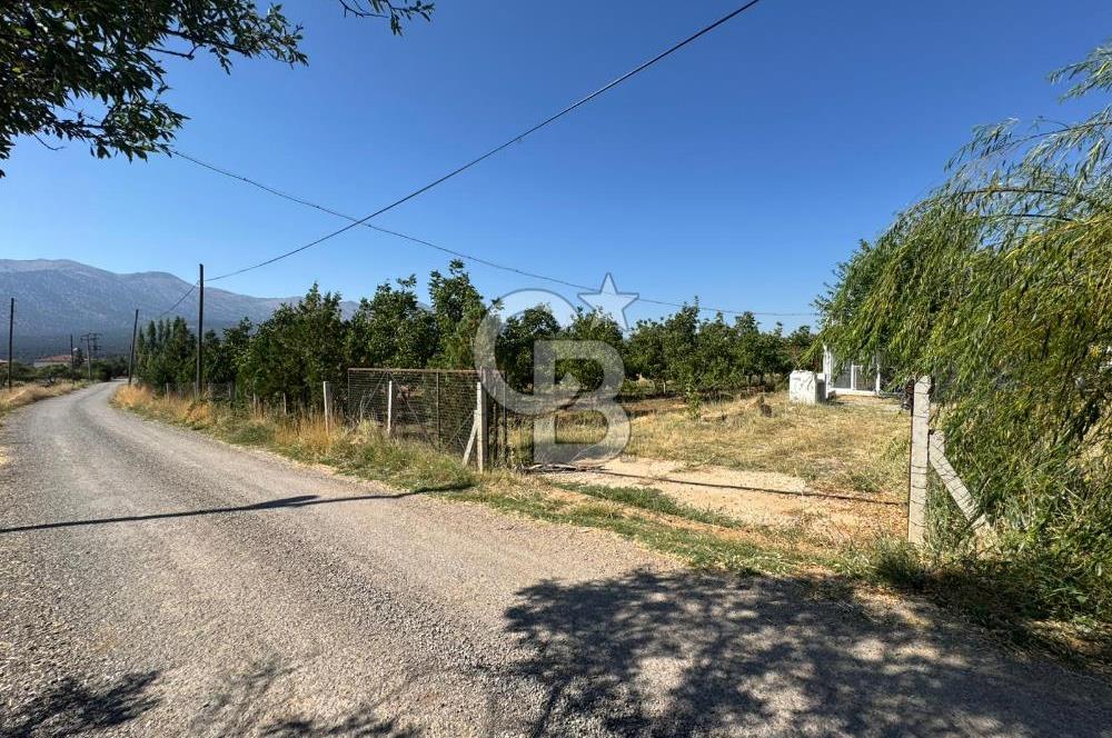 Tavas Tekke Fırsat Satılık 6025 m² Ceviz Bahçesi & Bağ Evi