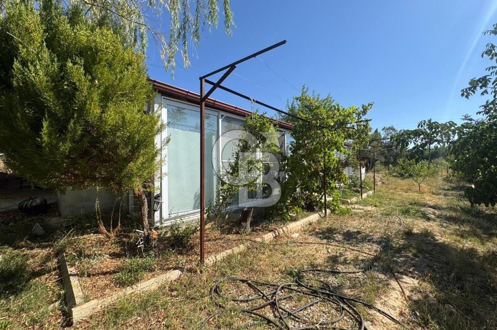 Tavas Tekke Fırsat Satılık 6025 m² Ceviz Bahçesi & Bağ Evi