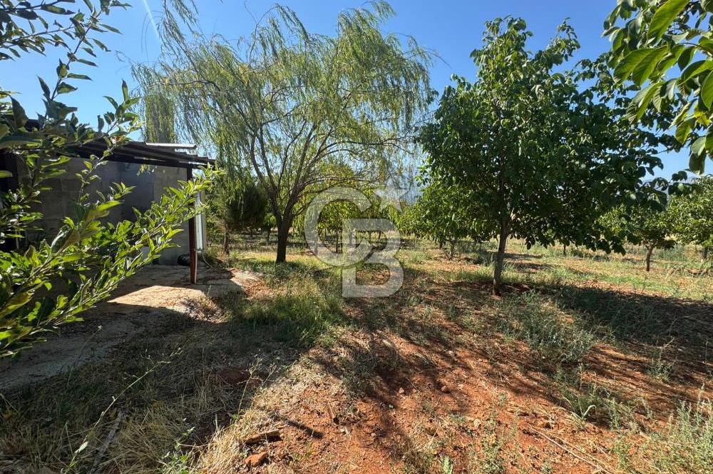 Tavas Tekke Fırsat Satılık 6025 m² Ceviz Bahçesi & Bağ Evi
