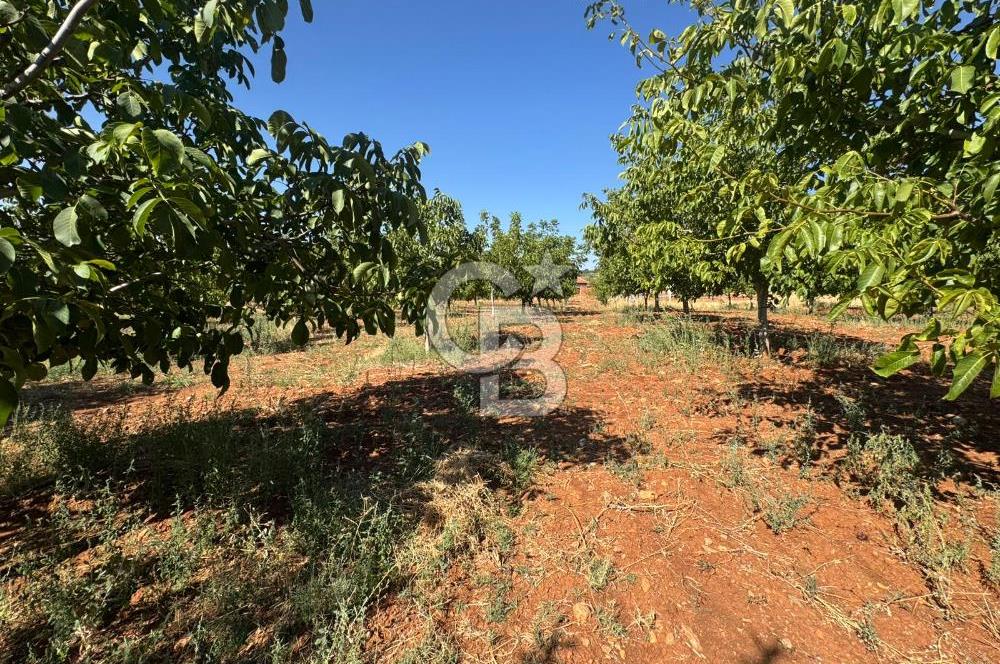Tavas Tekke Fırsat Satılık 6025 m² Ceviz Bahçesi & Bağ Evi